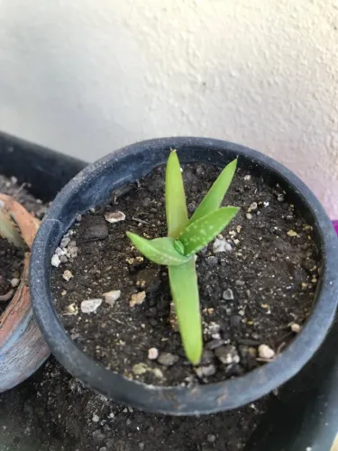 Muda de Aloe Vera