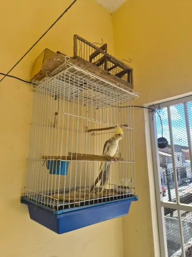 Gaiola para pássaro