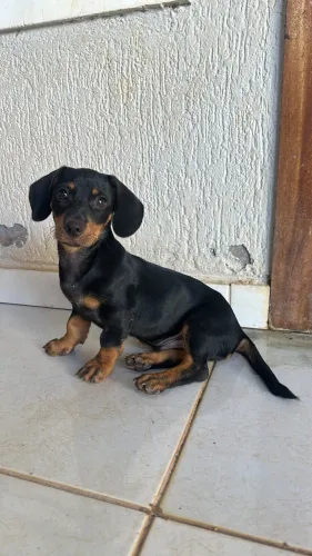 Cachorro