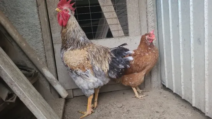 Galo gsb 200 reais, galinha 250 os dois