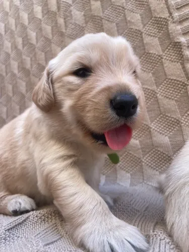 Filhote de Golden Retriever