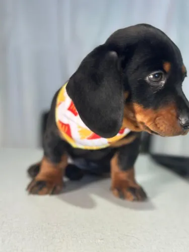 Dachshund pretinho com canela lindo, também temos fêmeas