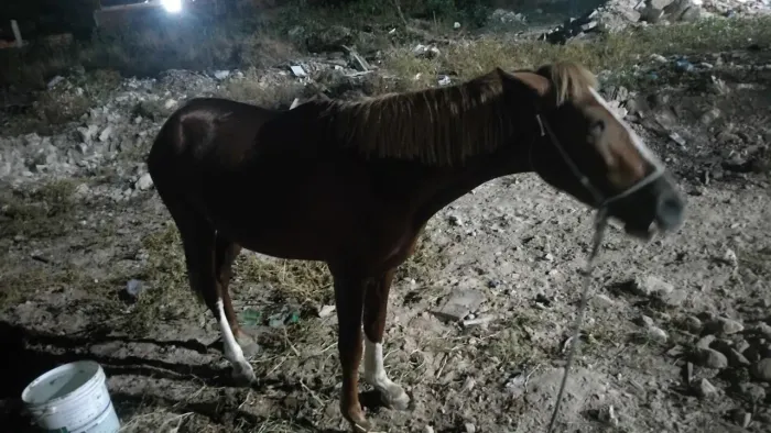 Vendo cavalo ?
