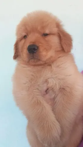 Filhotes Ursão de Golden Retriever