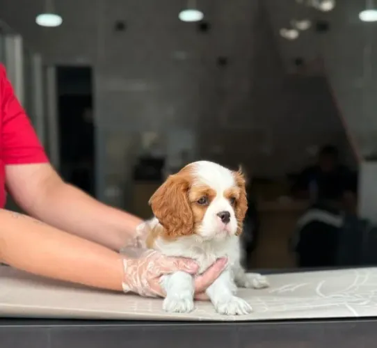 Cavalier King Saudável e Bem-Cuidado | V10 Importada