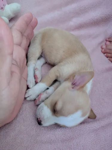 Adoção de cachorrinho 