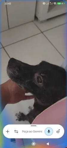 Doação de cachorro 