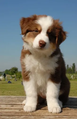 Border Collie - Poucos Disponíveis Com Tanto Amor Pra Dar