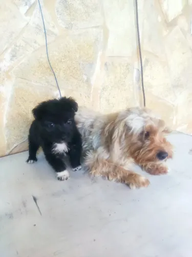 ainda tenho filhotes peludinhos