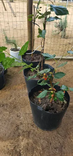 Mudas de amora gigante