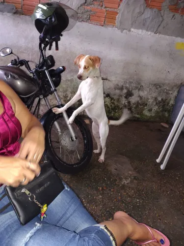 Vendo essa cadela  point inglês 