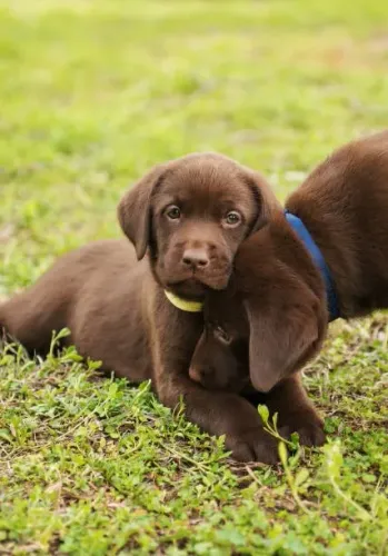 filhotes labrador marrom, otima opção para companhia familiar