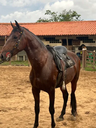 Cavalo Campolina 