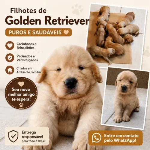 Estou Doando Filhotes de Golden Retriever