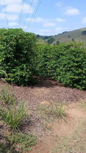 Vendo 2 Alqueires de Terra