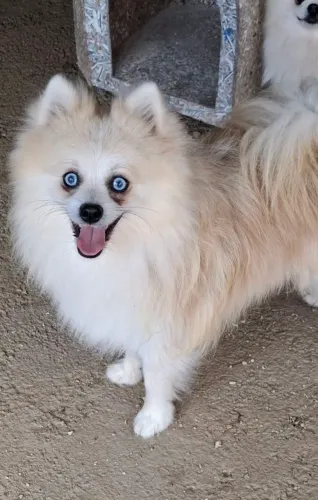 Spitz 1 ano OPORTUNIDADE 