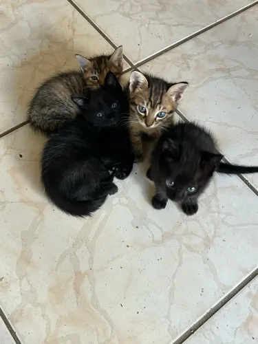 Gatos para doação