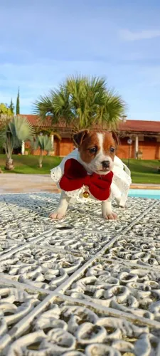 Filhote de Jack russe disponível fêmea e macho