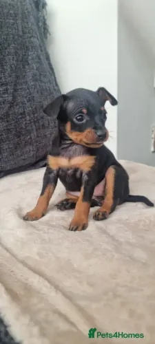 Filhotinhos Pinscher/ Pincher saudável, brincalhão e cheio de energia