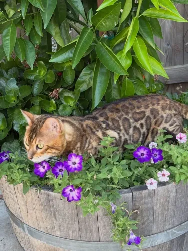 Bengal Macho