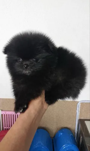 Spitz alemão/ Lulu da pomerania 