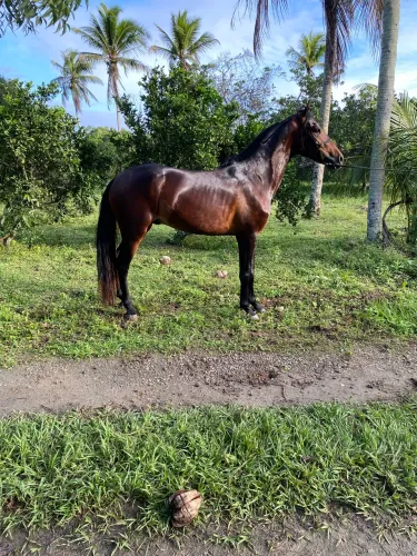 Cavalo mangalarga marchador