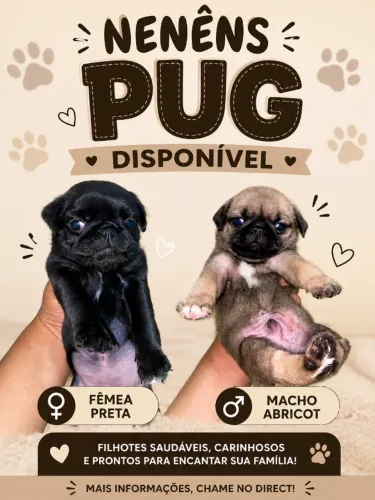 Pug sem pedigree