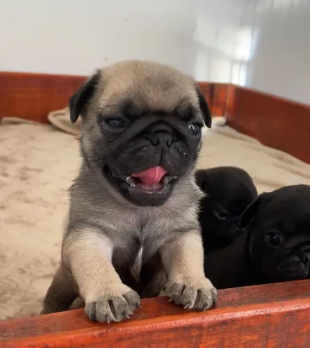 Filhote pug ( Fêmea )