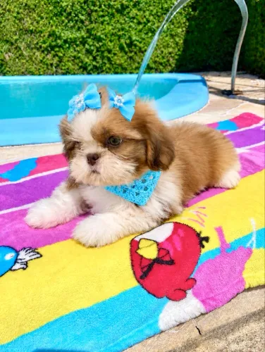 Shih tzu macho filhote 