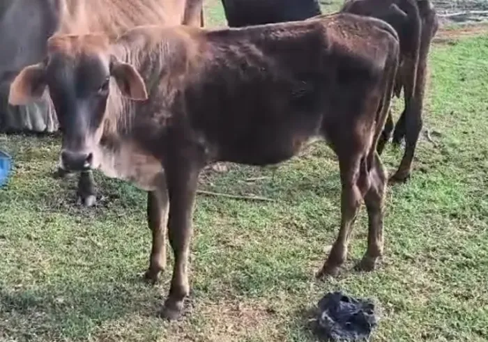 Vendo bezerro e bezerra desmamados