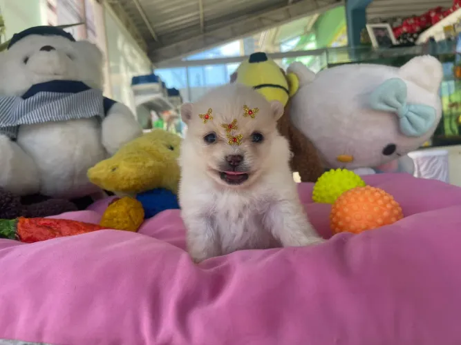Spitz Alemão  Lulu fêmea 