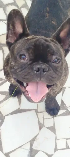 Cachorro Bulldog francês
