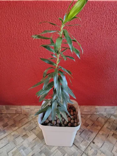 Vaso palmeira ráfia e vaso de bambu dracena