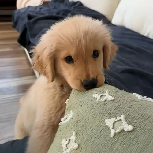 Golden Retriever Filhotinho para quem quer conhecer algo novo