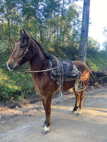 Vendo cavalo de laço