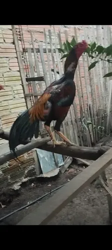 Galo mura