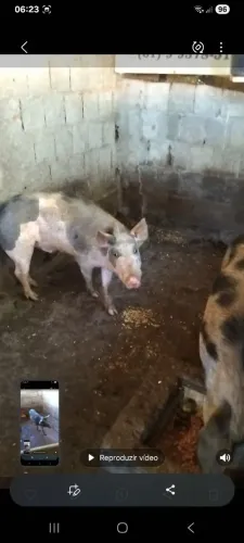 Vendo 4 leitoa 1 porco macho.