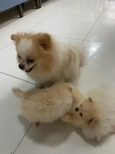 Casal de Lulu da Pomerania promoção