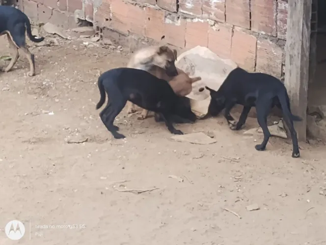 doação de cães