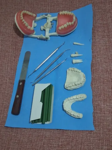Modelo articulado para estudante odontologia
