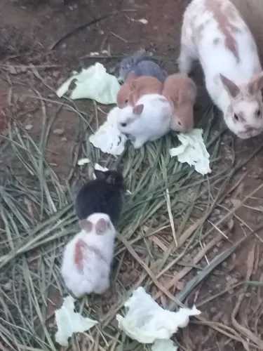 Filhotes de mini coelhos 