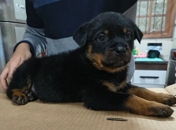 Rottweiler filhotes com procedência