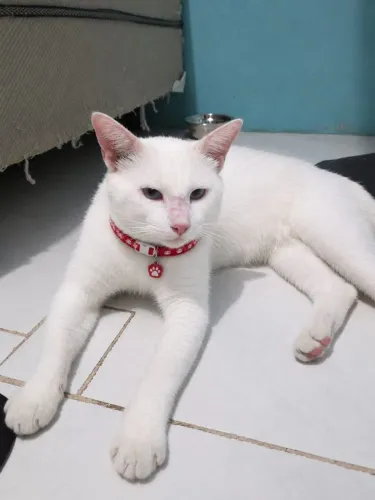 Gato jovem adulto castrado