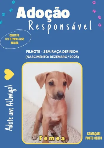 Adoção responsável 