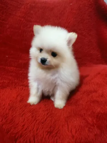 Lindo filhote de spitz alemão branco anão 