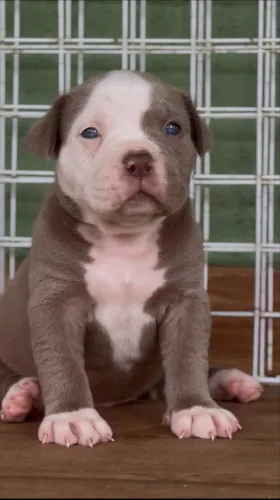 Exotic Bully 