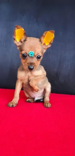 Pinscher abricot lindo 