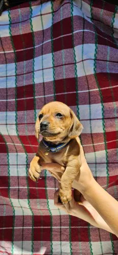 FILHOTES DE SALSICHA À VENDA! ?<br>Lindos filhotes puros da raça Dachshund (Salsicha)