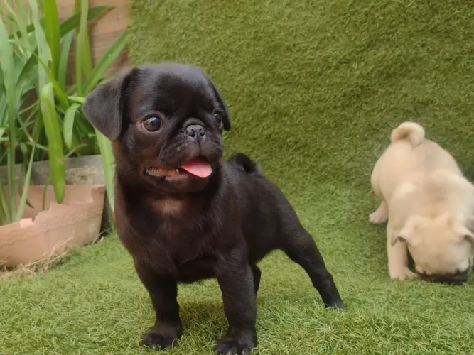 Pug preto 