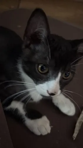 Doação de gato macho frajola